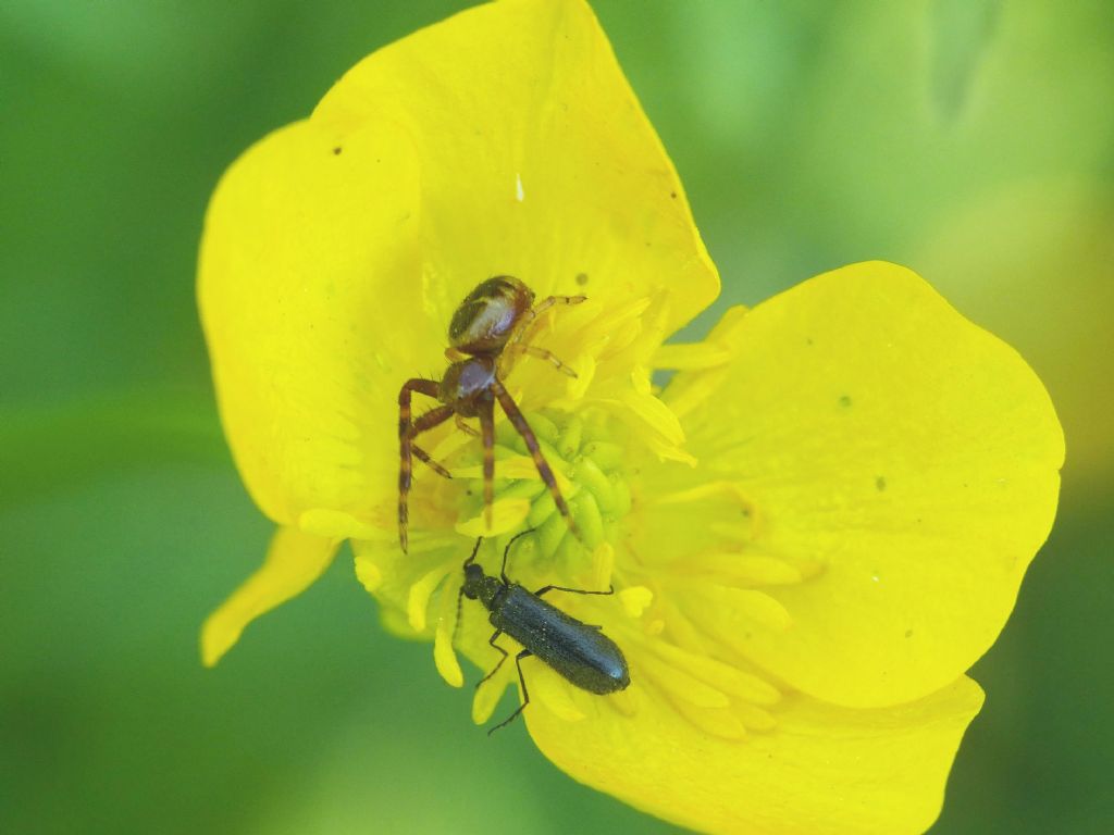 L''imperatore (Synema globosum) e la lady(bug)